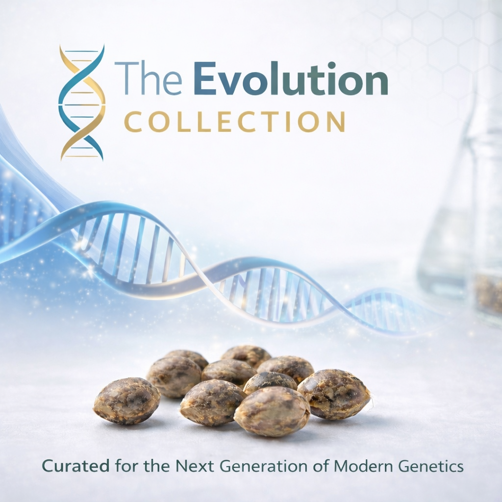 The Evolution Collection - Feminized Seeds