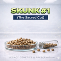 Skunk #1 s1