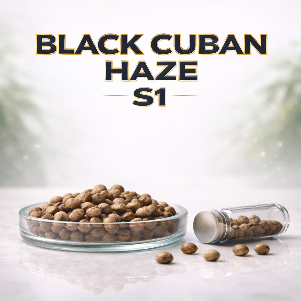 Black Cuban Haze S1
