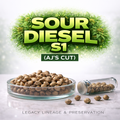 Sour Diesel S1 ( AJ’s Cut )