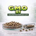 G.M.O. S1 ( SkunkMasterFlex cut)