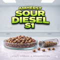 Amherst Sour Diesel s1
