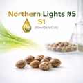 Northern lights #5 s1