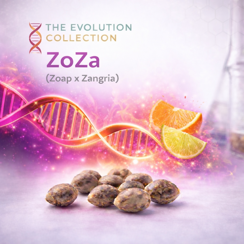 ZoZa S1
