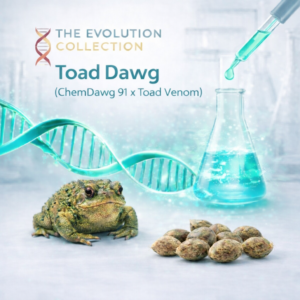 Toad Dawg s1