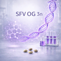 SFV OG 3n