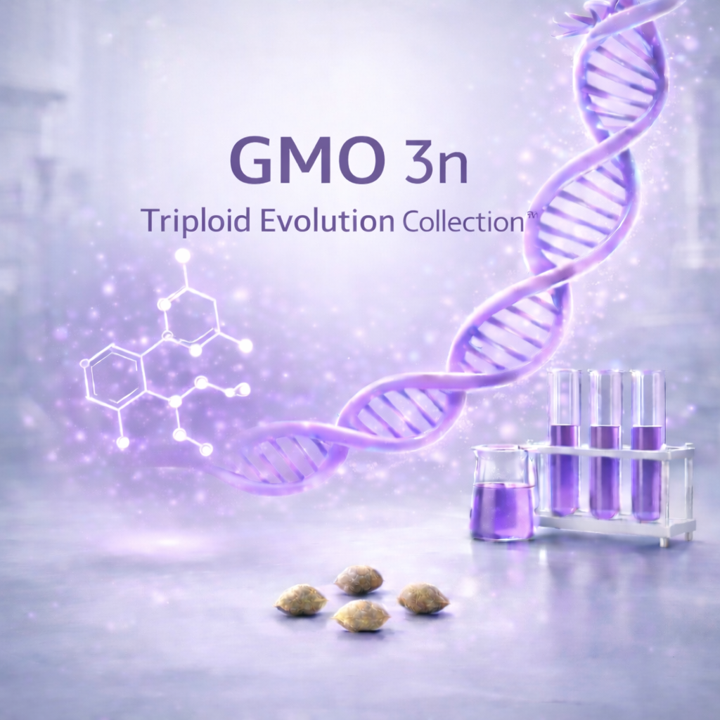GMO 3n