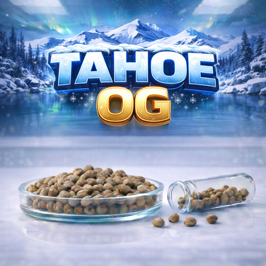 Tahoe OG s1